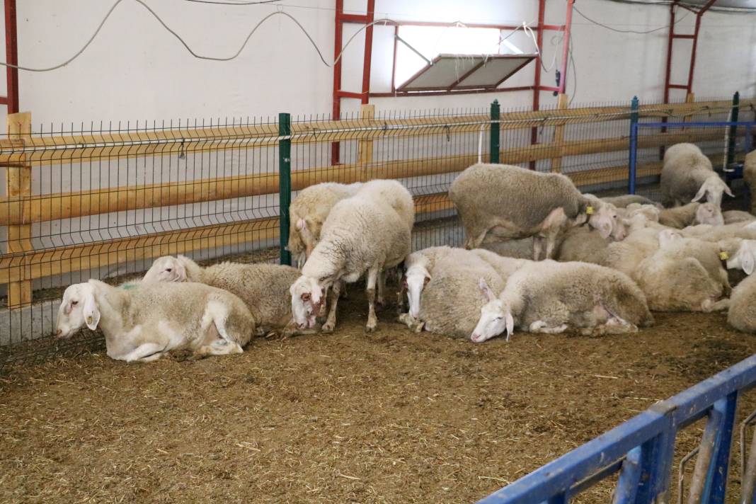 Konya'da hayalini kurdu, kendi işinin patronu oldu 6